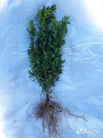 Самшит вечнозелёный