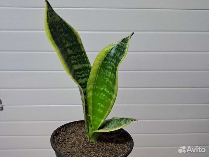 Сансевиерия футура суперба