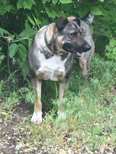 Собака-компаньон