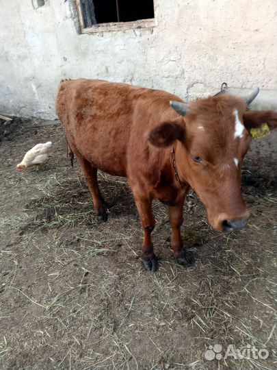 Продаются телки