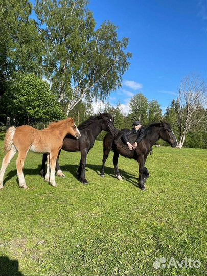 Жеребёнок кросс тинкер