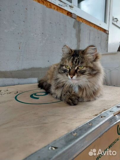 Кошка в добрые руки стерилизована. 3 года