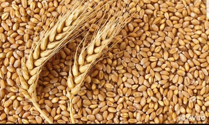 Зерно пшеница ячмень