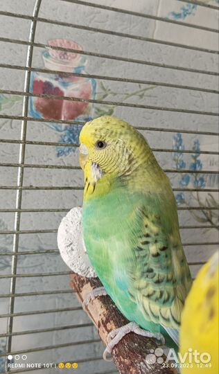 Волнистый попугай Чех