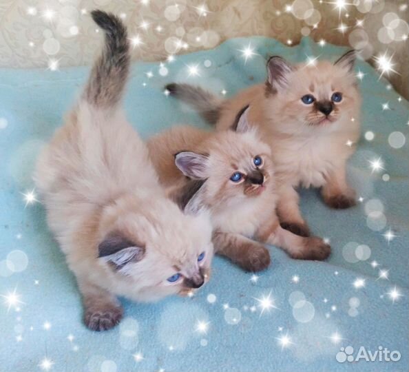 Продаются невские маскарадные котята