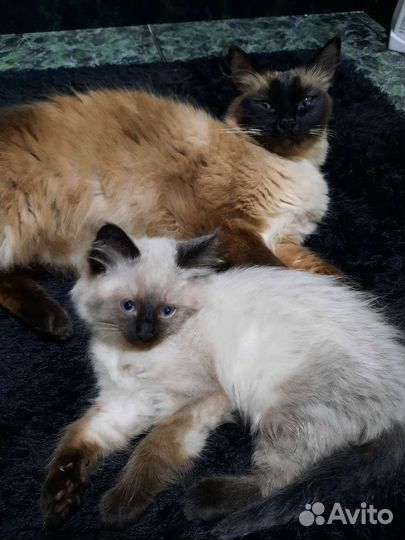 Сиамские котята
