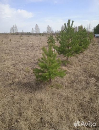 Сосна / Ель обыкновенная