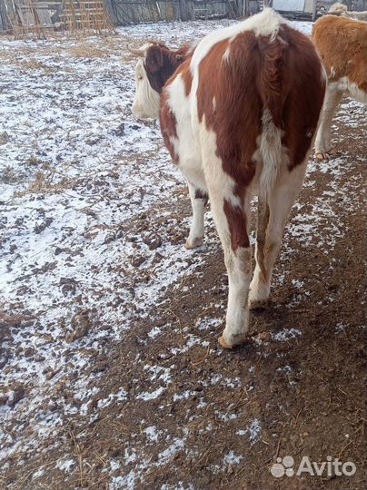 Корова стельная дойная