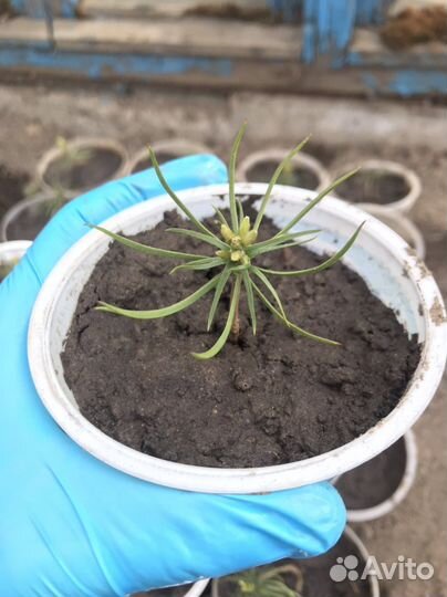 Малыши саженцы Сибирского кедра