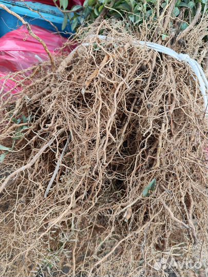 Озеленение Бирючина живая изгородь