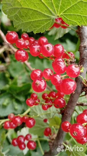 Красная смородина/крыжовник