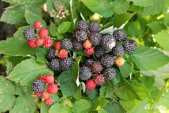 Саженцы черной малины