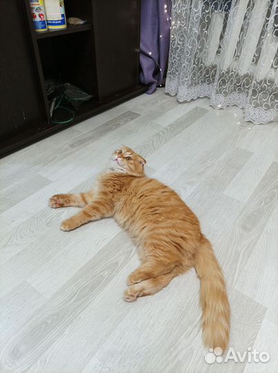 Вязка, шотландский хайленд фолд