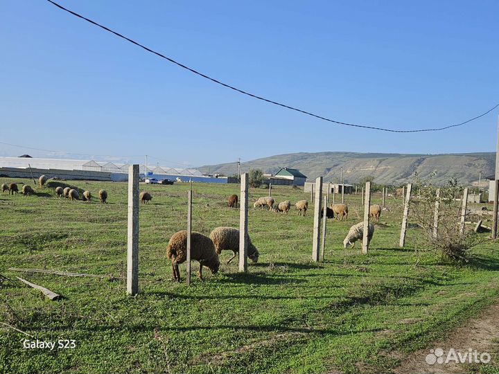 Овцы,барашки,козы дойные