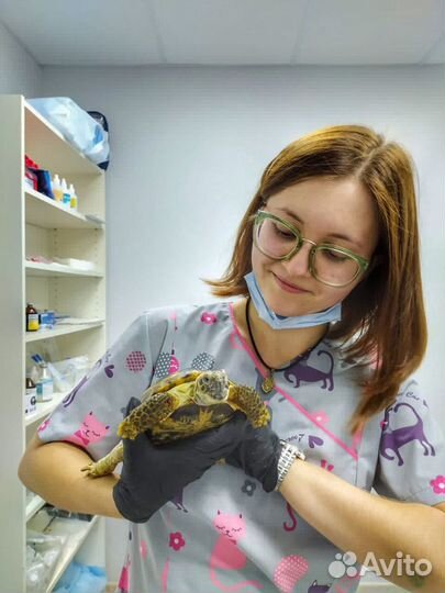 Передержка животных