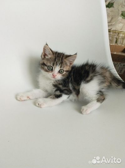 Британские котята