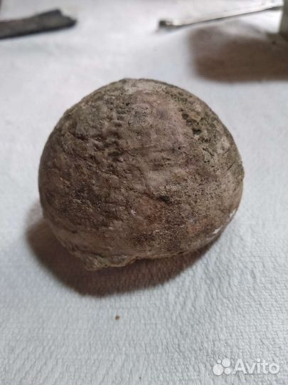 Окаменелый морской ёж