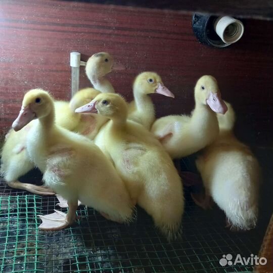 Индоутята от 3-х суток