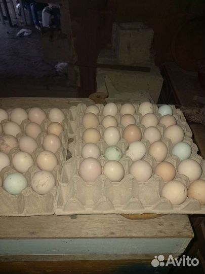 Инкубационное яйцо