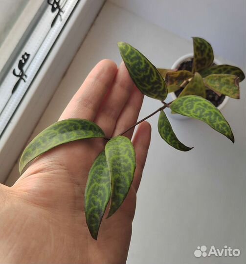 Много комнатных растений