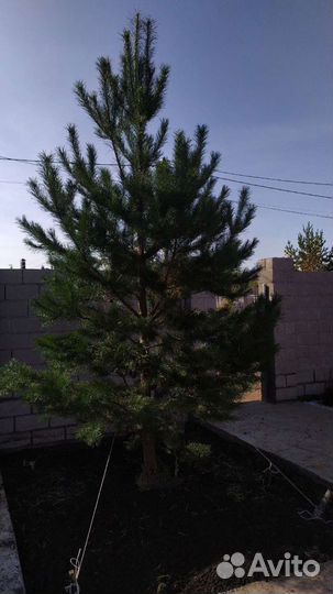 Саженцы сосны ёлки рябины березы и т д