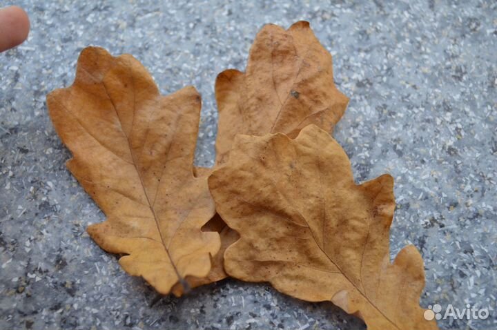 Шишки ольхи,листья дуба,удобрение
