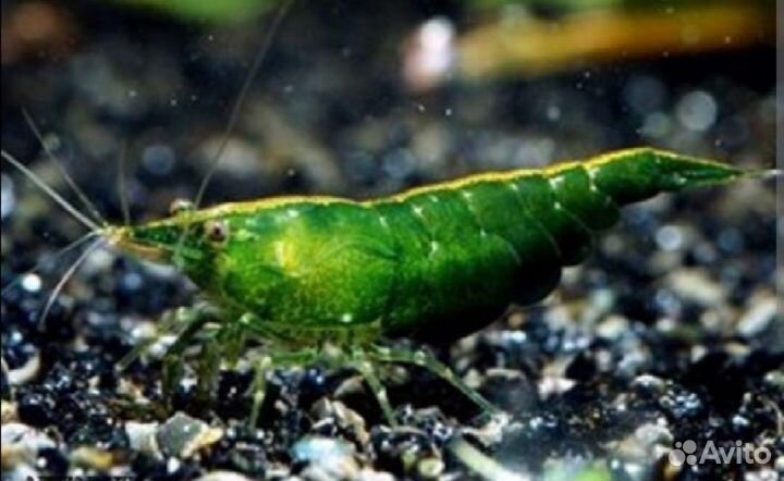 Креветки аквариумные