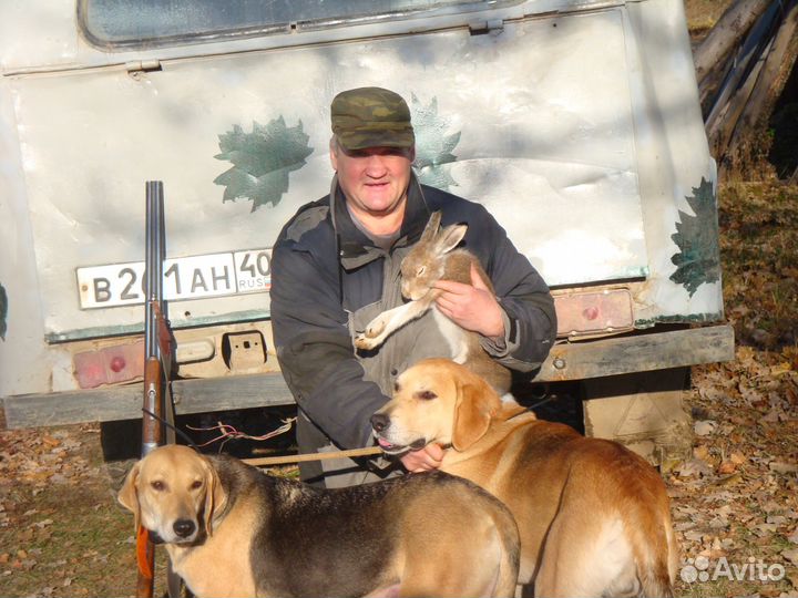 Щенки Русской Гончей