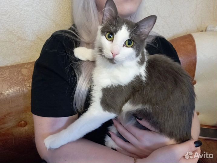 Котик хочет домой