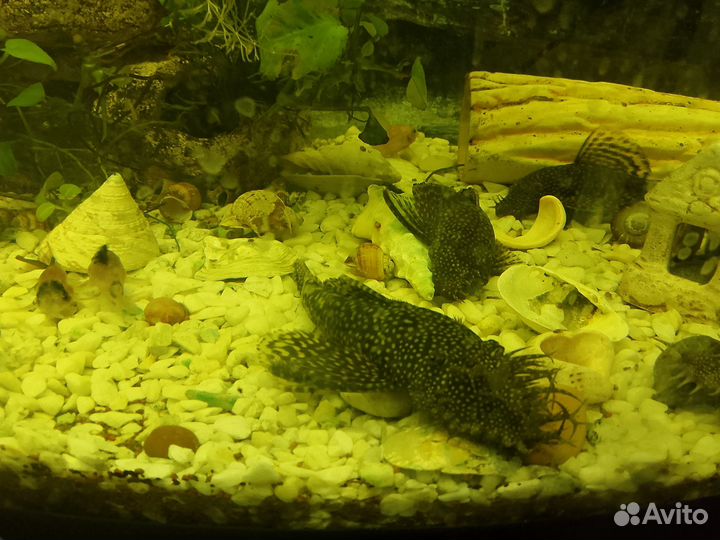 Сомики анциструсы