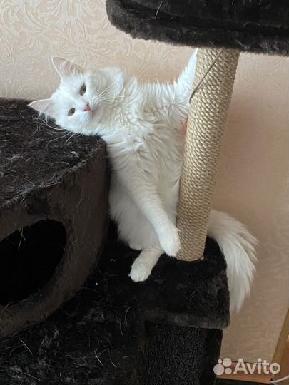 Турецкая ангора