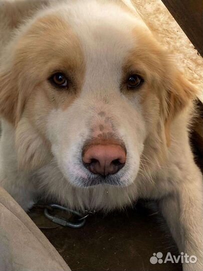 Пушок в добрые ручки