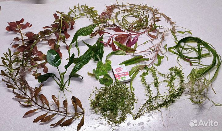 Аквариумные растения