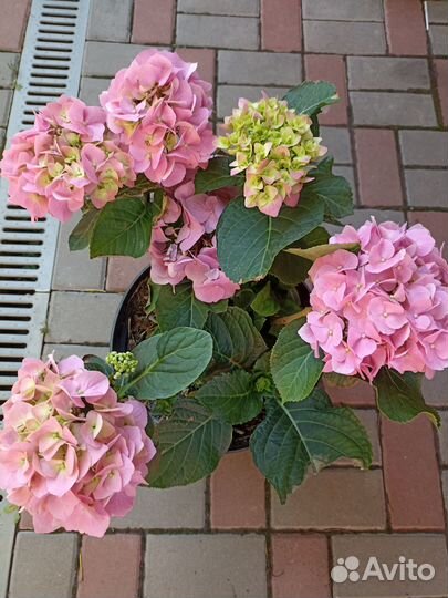 Гортензия крупнолистная