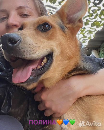 Собака бесплатно