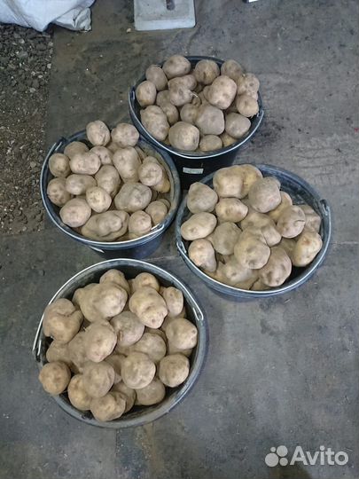 Картофель