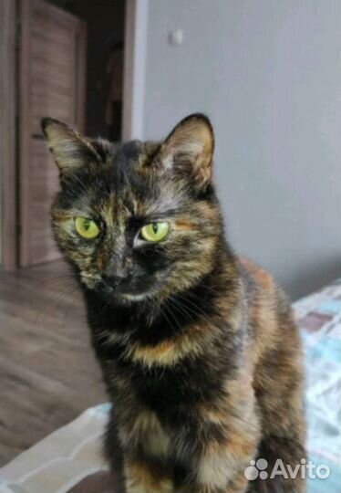 Кошечка бесплатно, в добрые руки