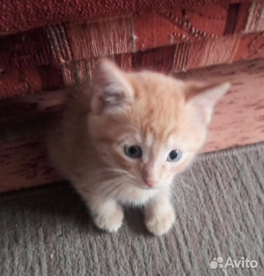 В добрые руки