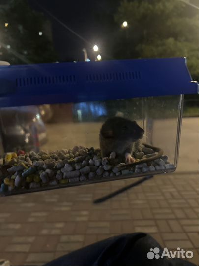 Крыса дамбо голубая