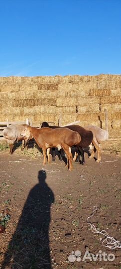 Гисарские баранчики