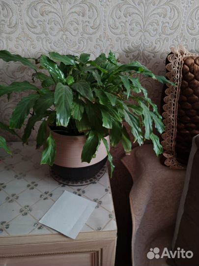 Комнатные растения