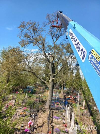 Спил деревьев