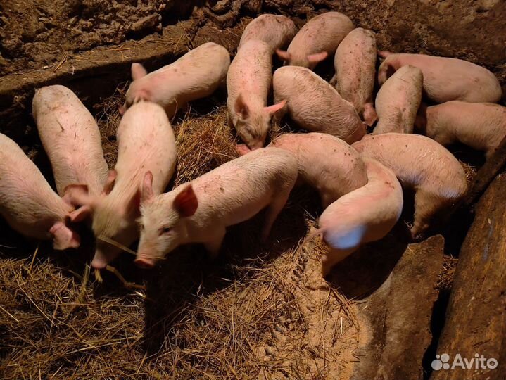 Поросята