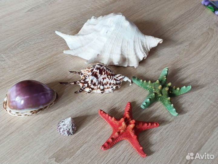 Морские ракушки раковины большие