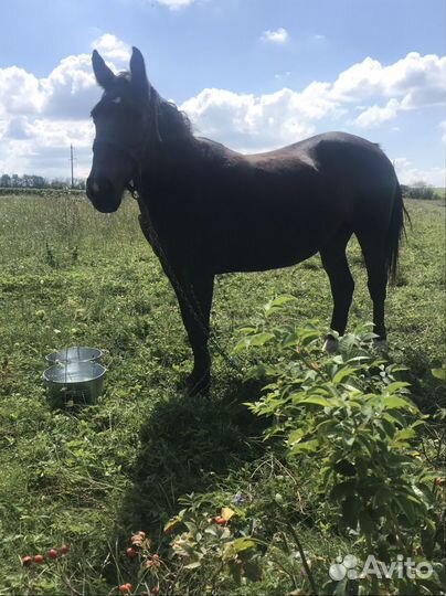 Кабыла помесь