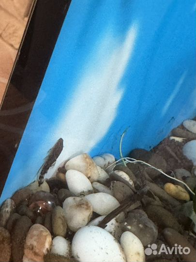 Аквариум с рыбками