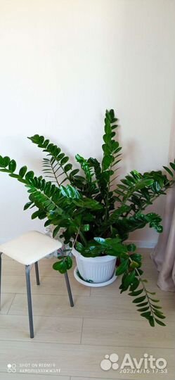 Замиокулькас