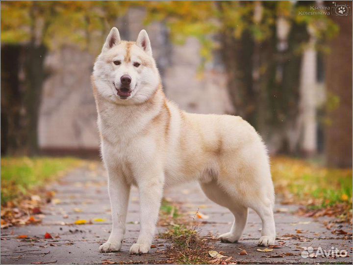 Лучшие хаски для вязки