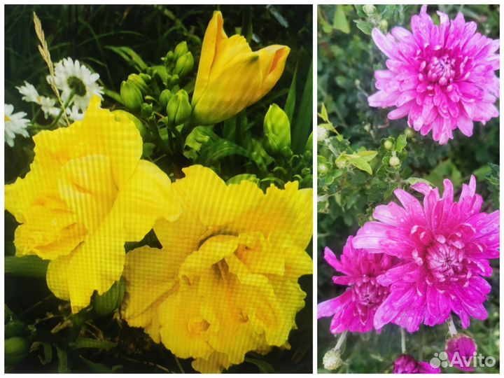 Лилейники,Хризантемы,Гортензия,Монарда и др