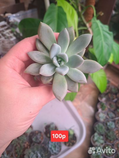 Суккуленты